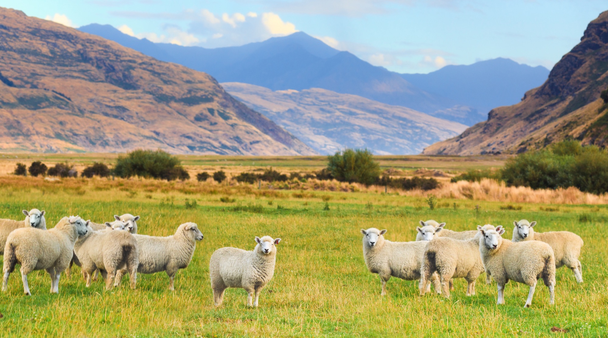 Sheep grazing in a high-country valley, New Zealand